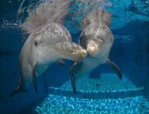 Dolphin kisses from Hope and Winter!
