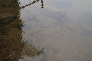 Muddy water, Tualatin River, OR
