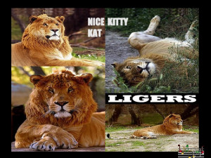 liger vs tiger vs lion