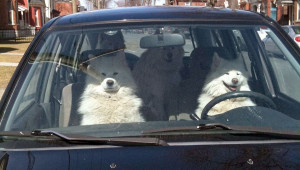 dog-roadtrip.jpg