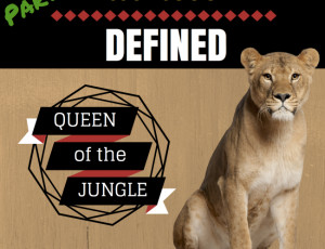 Lioness: DEFINED (Part 2)