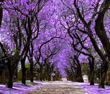 appreciate, beauty, change, full bloom, growth, happiness, life ...