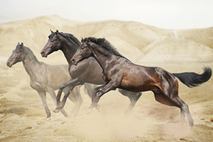 Desert Arabian Horse Credited
