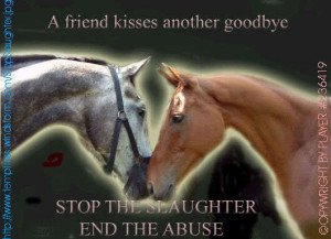 Against Horse Slaughter! End Horse Slaughter !
