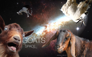 Tags: goat , humor , space , wallpaper