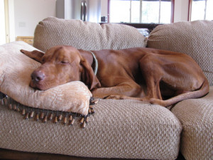 ... three mice, who needs a cat when you have me the versatile Vizsla