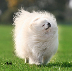 Majestic pomeranian in the wind