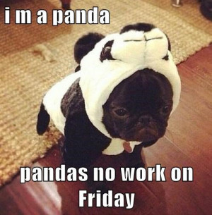 ... work on Friday… Happy Friday Everyone! #Dogs #Friday #Funny #Panda #
