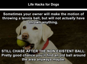 Dog life hacks2 Funny: Dog life hacks