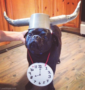 Photo found with the keywords: Flavor Flav dog