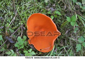 Orange Peel Fungus Aleuria aurantia ascocarps on the forest floor