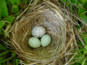 Baby Bird Egg Nest