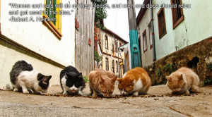 Community Post: 25 Inspiring Quotes For People Who Love Animals