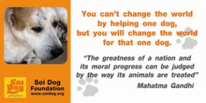 Stray dogs and pets are being illegally snatched, bought, or even ...