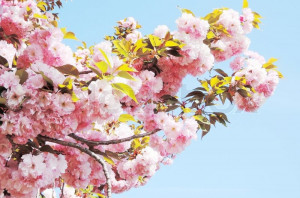 Japanese Cherry Blossoms Spring