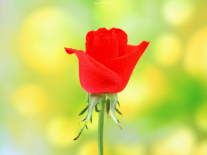 一朵花的背景图片