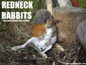 redneck rabbit is a bad rabbit!