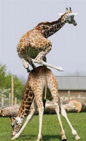 Giraffe Animals Funny Pictures