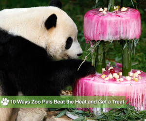 Ice For Zoo Animal Enrichment at Tai Shan's Fourth Birthday