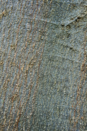 Tree Trunk With Red Lines...