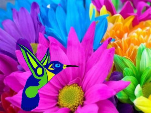 colorful flowers hummingbird Image