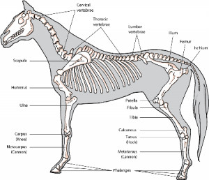 Components of the Musculoskeletal System of Horses
