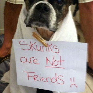 Dog Sneaks Up On a Skunk & Gets Dog Shamed