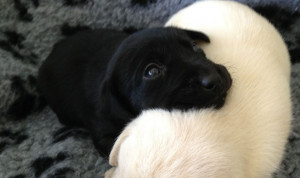 black lab puppies 400 posted 1 year ago for sale dogs labrador