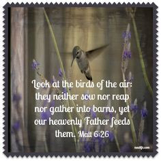 Look at the birds of the air: they neither sow nor reap nor gather ...