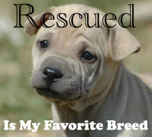 Rescued Is My Favorite Breed