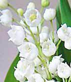Flower Lily Lilly Of The Valley