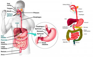 Digestive System Diagram