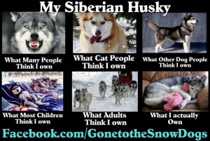 My Siberian Husky. This is so true, especially the last one!! Love my ...