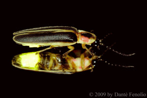 Displaying 20> Images For - Firefly Insect...