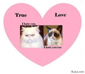 hate you Grumpy cat - Funny Pictures, Funny Quotes, Funny Videos ...