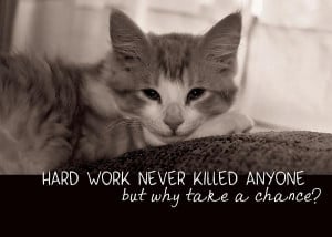 Cat Napping Quote Photograph