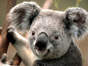 Download koala animal desktop wallpaper in high resolution for free ...