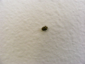 small black flying bug identification