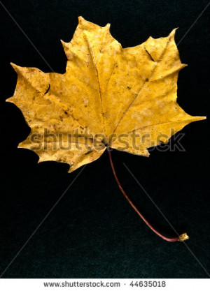 -photo-single-autumn-maple-leaf-falling-to-the-wet-ground-dried-leaf ...