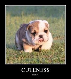 LOL #cute #dog saying #TGIF ! :) Happy Friday! -#AKC. #woof !