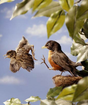 Nature vs Nurture: How do baby birds learn how to fly?