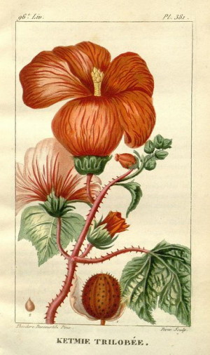 n7_w1150 | Flickr - Photo Sharing!: Botanical Illustration, Plant, Me ...