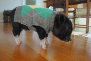 Take a baby pig, add a sweater, boots, or sunglasses and what do you ...