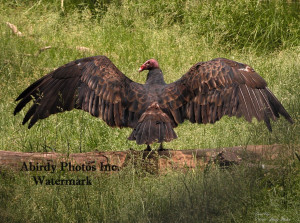 Re: ForgeWorld Newsletter #225 - Lord of Change, Sons of Fenris