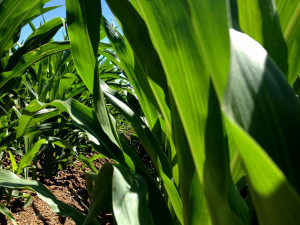 went into a corn field today; I went into a corn field – Jeffery ...