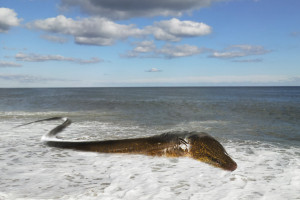The Great Ecuadorian Eel is on the move, Photo: Oliver Peterson ...