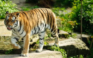 Best Tiger