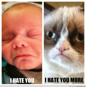 Funny Cats | Top 49 Most Funniest Grumpy Cat Quotes