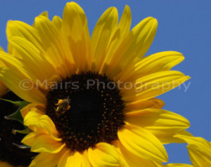 Blue Brown Yellow Sunflower Bee, Fl ower Photography, Fine Art ...