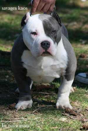 american bully breed dogs